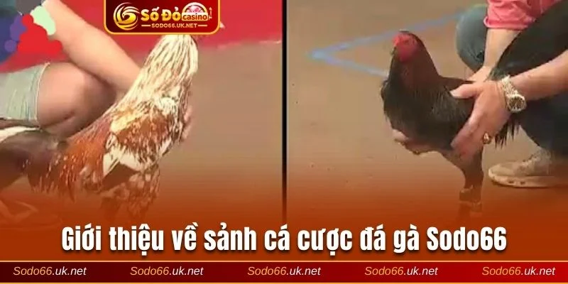 Giới thiệu về sảnh cá cược đá gà trực tuyến Sodo66